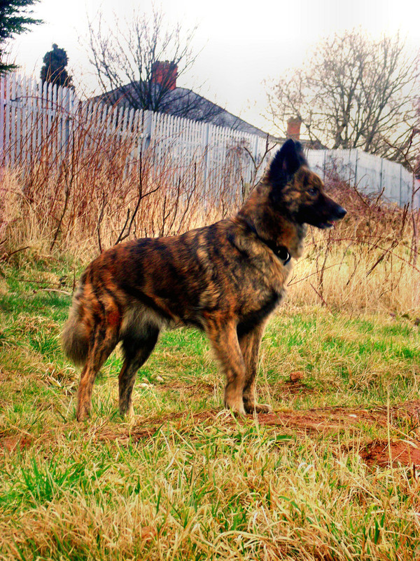 dog-stock-by-l-a-addams-art-d8iomk9-fullview.jpg
