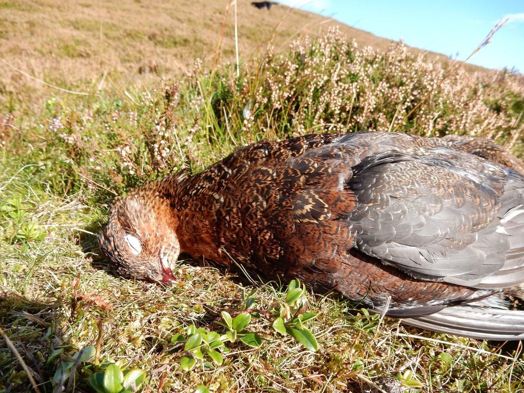 WESTGLENALMOND THIRD DRIVE BUTT 6 5 250920