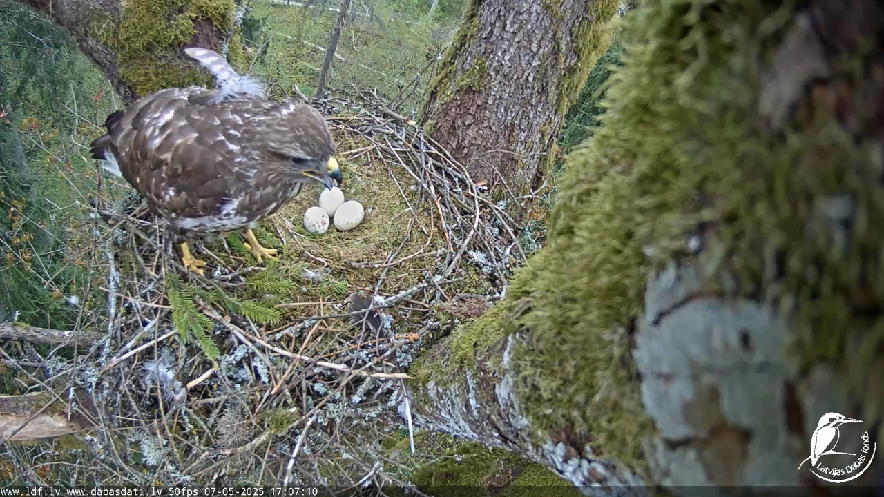 Melnās klijas (Milvus migrans) Kurzemē_ peļu klijāni (Buteo buteo) 13-25-35 screenshot