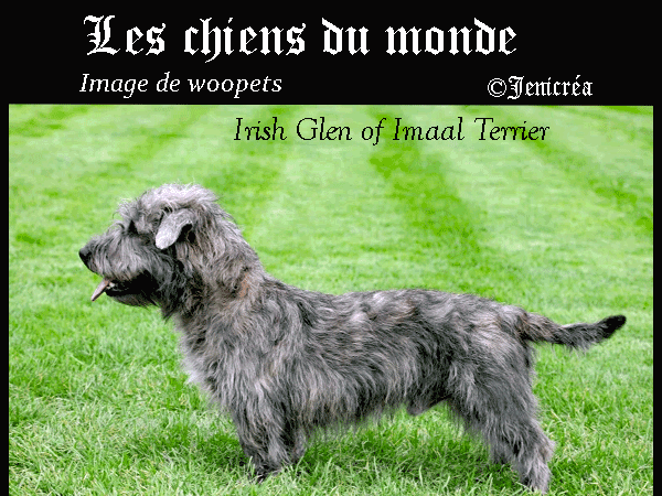 Irish-Glen-of-Imaal-Terrier