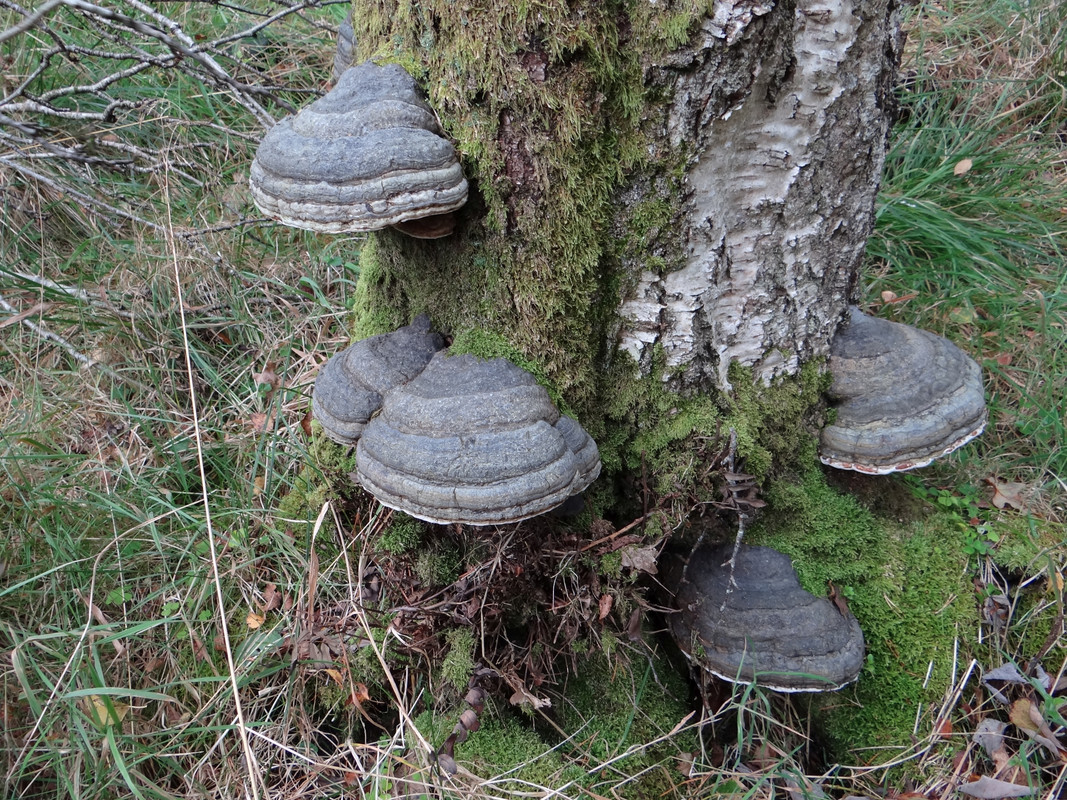 HORSE'S HOOF 1