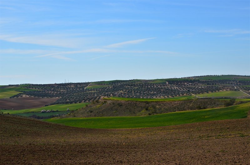 BARRANCAS DE BURUJON-8-3-2015-TOLEDO - Paseando por España-1991/2016 (20)