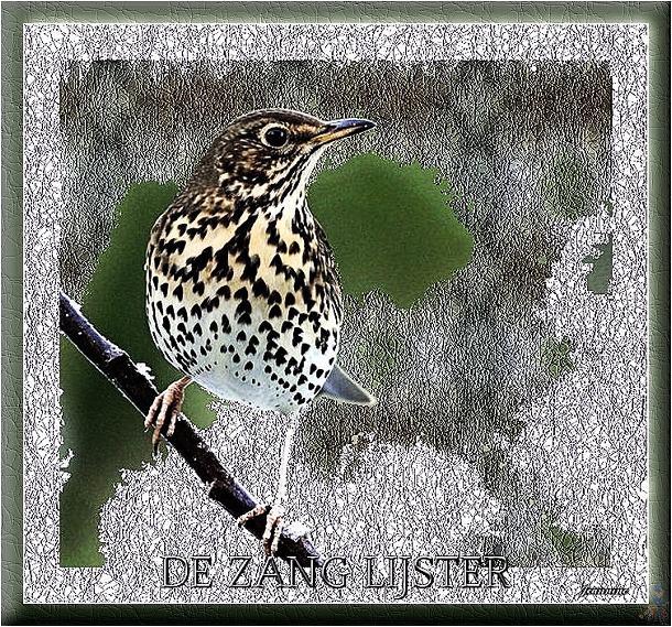 m-cats-DE-ZANG-LIJSTER12