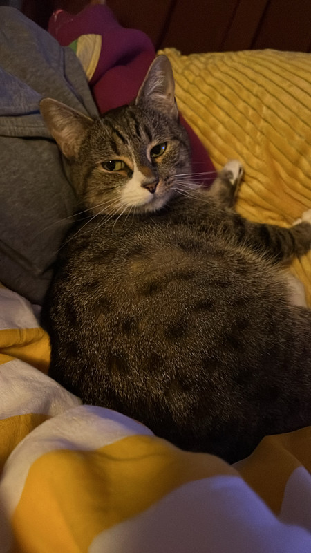 0F5C4765 BEE6 4DB8 A1E3 E06B7EDAA1FD