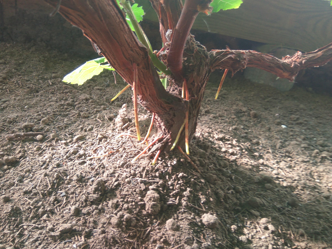 Безымянныйй