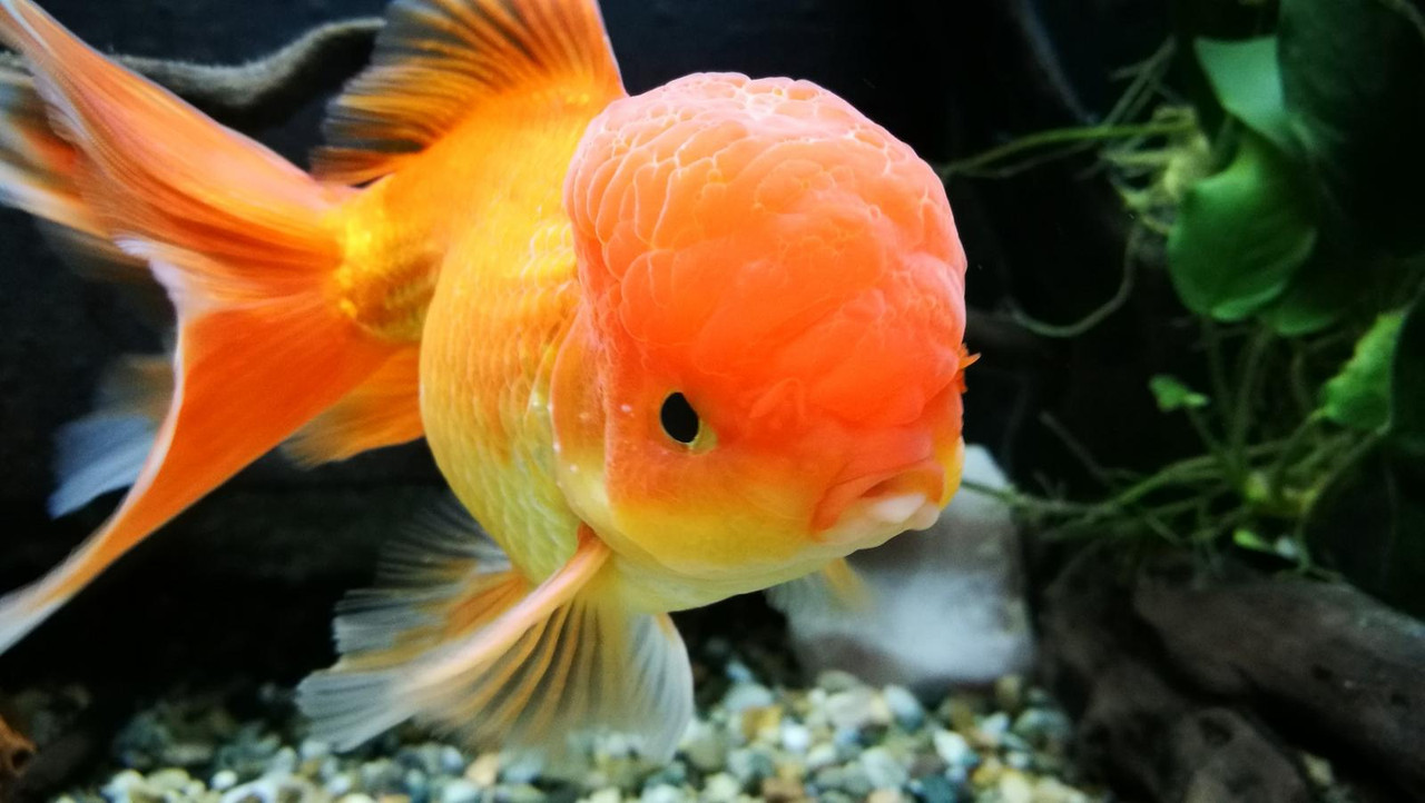 IMG-20190112-163359 (Grande)