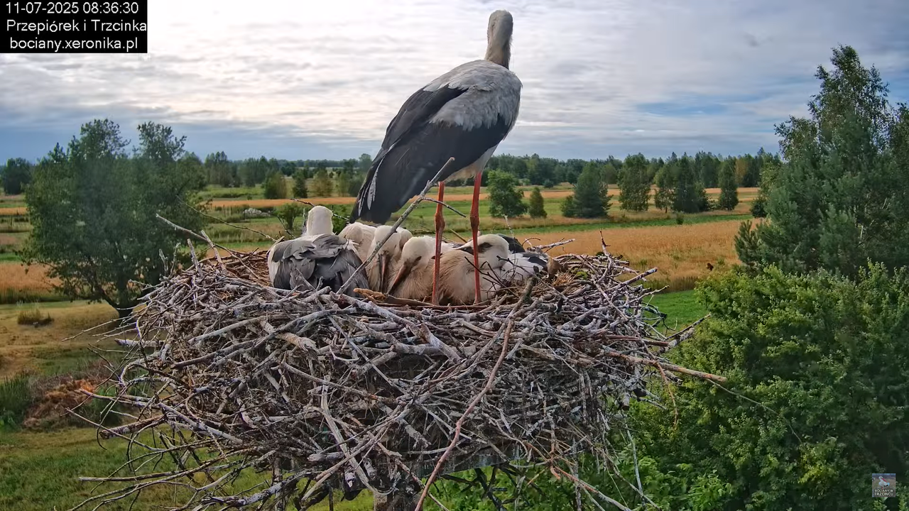 11072025bociany19