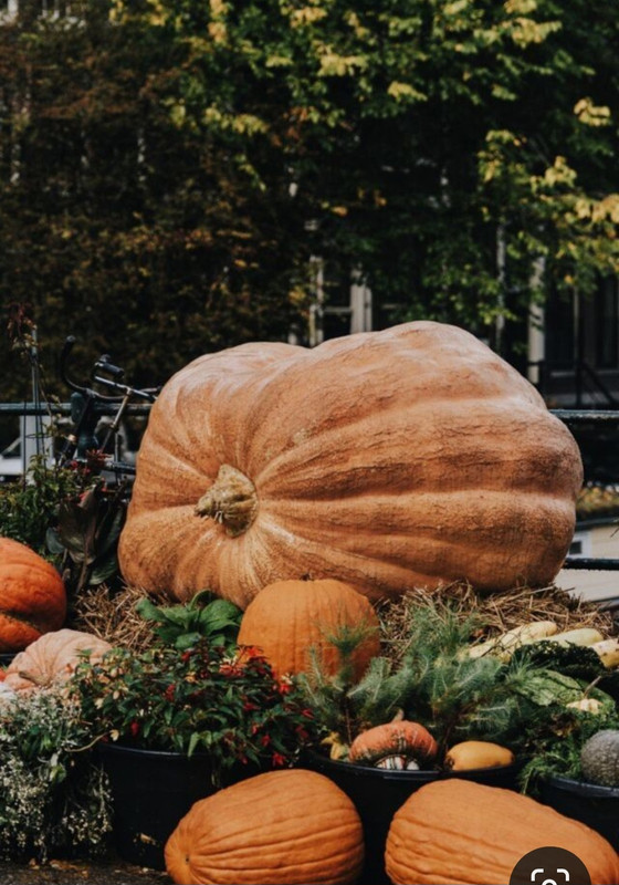 Screenshot_20231128_003730_Pinterest