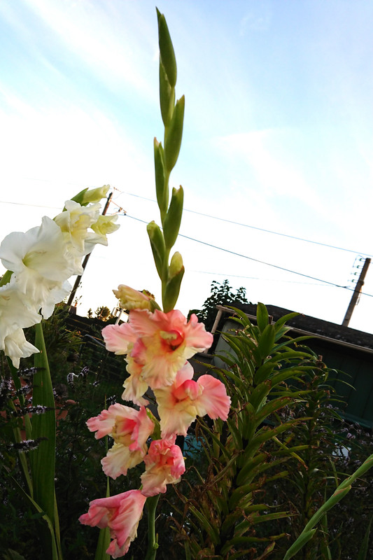 [Image: DSC-2909.jpg]