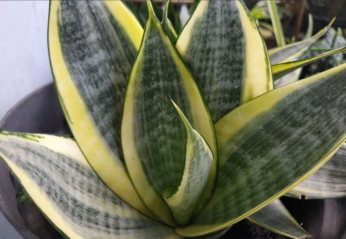 ¿Qué uso medicinal tiene la lengua de suegra? Descubre más sobre esta planta