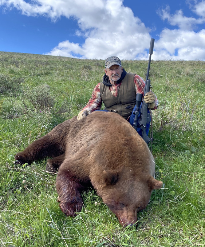 black bear 24