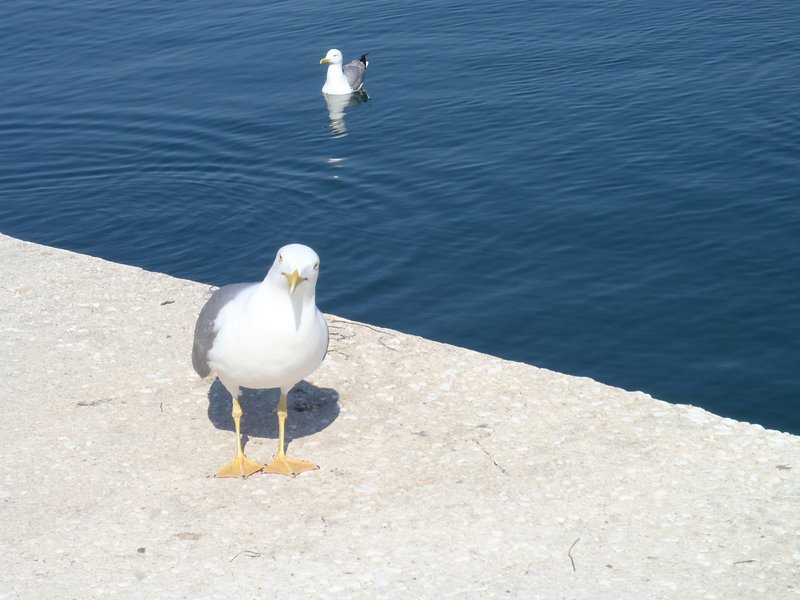 Slika