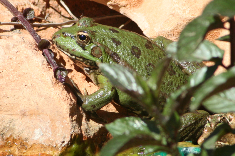 IMG_0315-800-Pelophylax-perezi.jpg