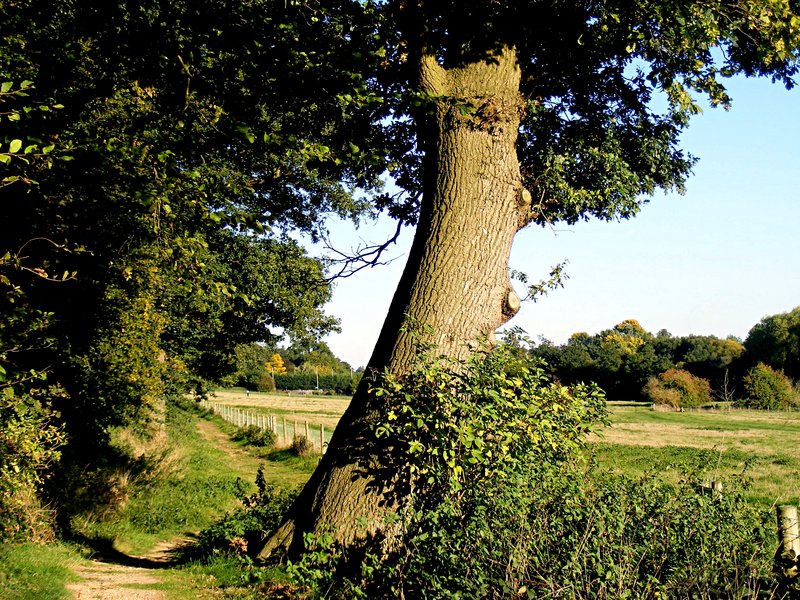 autumn-tree-HD.jpg