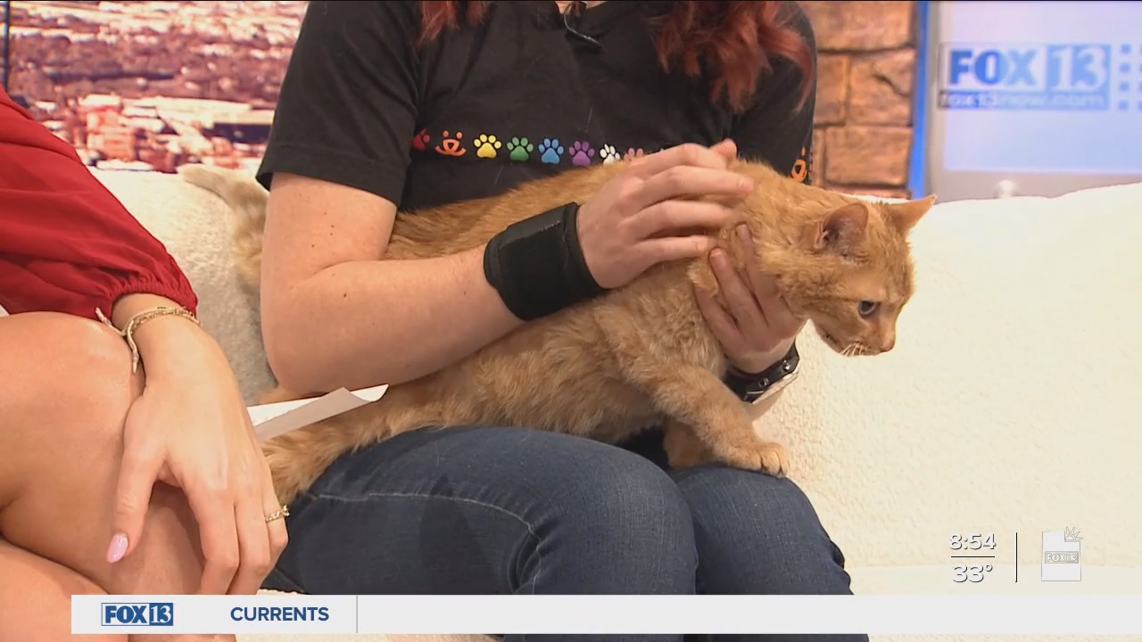 03.10 - 14.00.00 - FOX13 News  Good Day Utah 8AM  ᴺᵉʷ. Utah news, wea....ts_snapshot_55.36.920