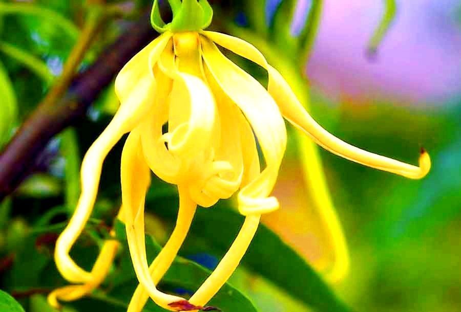 ac83927834410bfef5572f9487my materialy dlya tvorchestva ilang ilang 10ml