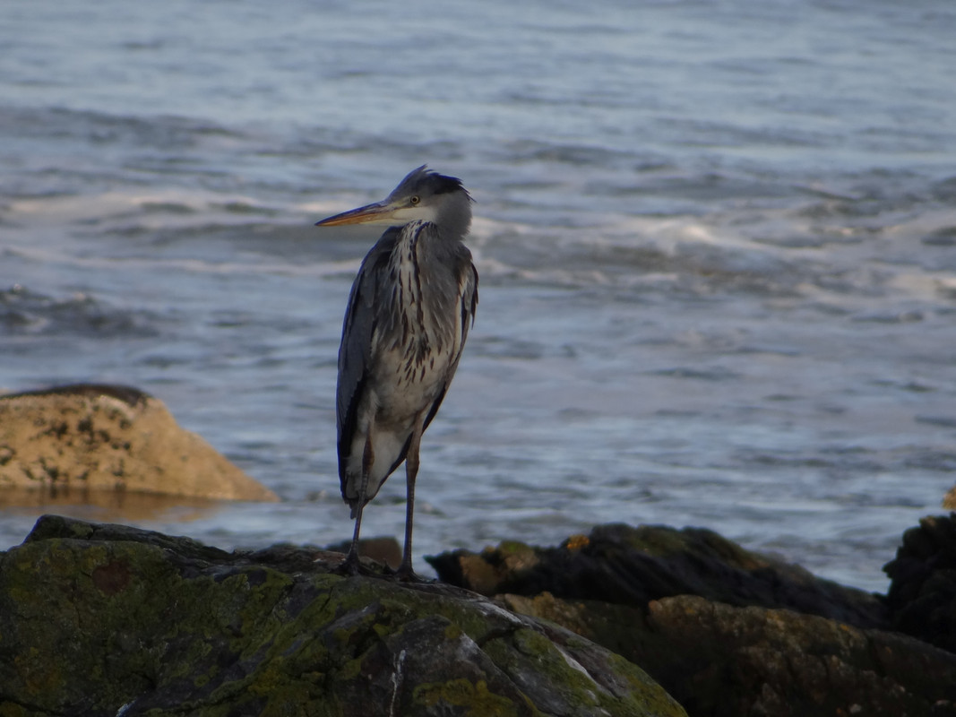 SHADY HERON 4