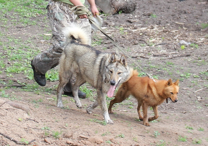 шмель тайна