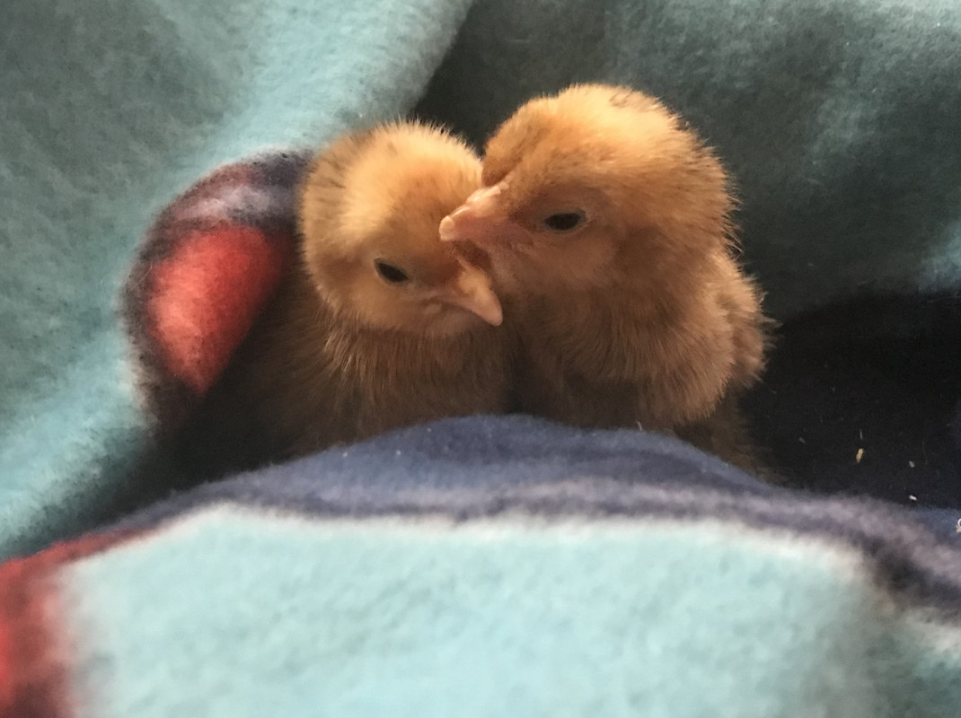 5F9D9480-4E01-4070-9A47-80B88C532010