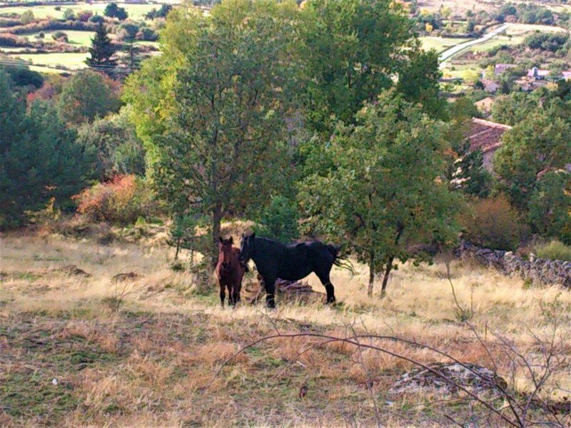 EL CHORRO DE NAVAFRIA-23-10-2013-SEGOVIA - Paseando por España-1991/2016 (74)