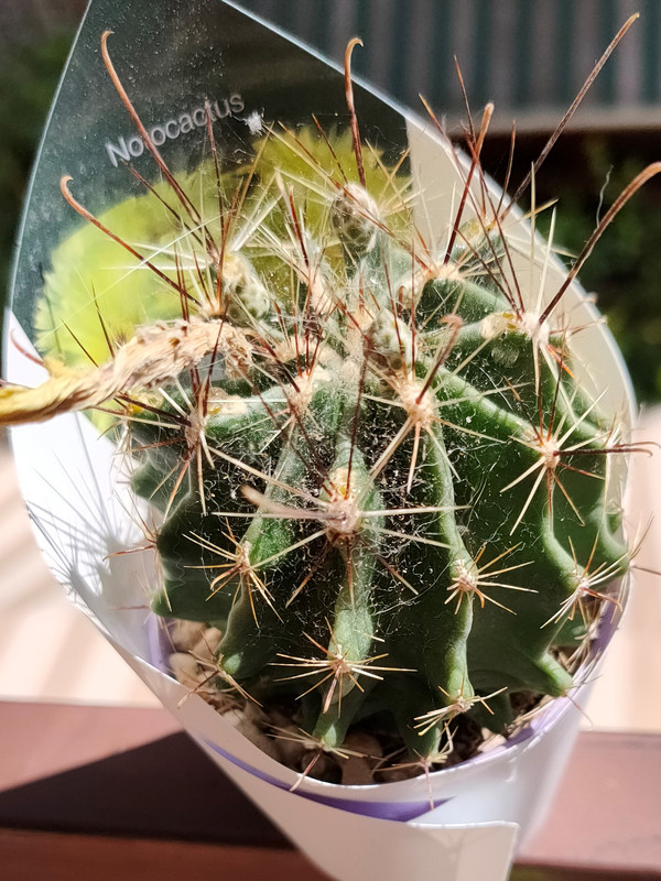 IMG20200730152841 (2)