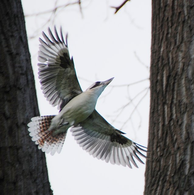 Flying-Kookaburra-DSC-0711-edit1