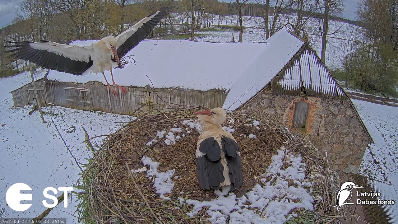 Baltie stārķi (Ciconia ciconia) Tukuma novadā - LDF tiešraide __ White storks in Tukums, Latvia 8-20