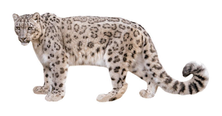 Snow-Leopard9i8