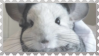 made by @transmascgarfield on tumblr