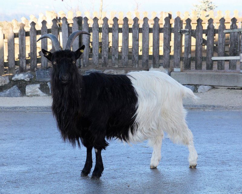 blacknwhite-goat-5116729-1280.jpg