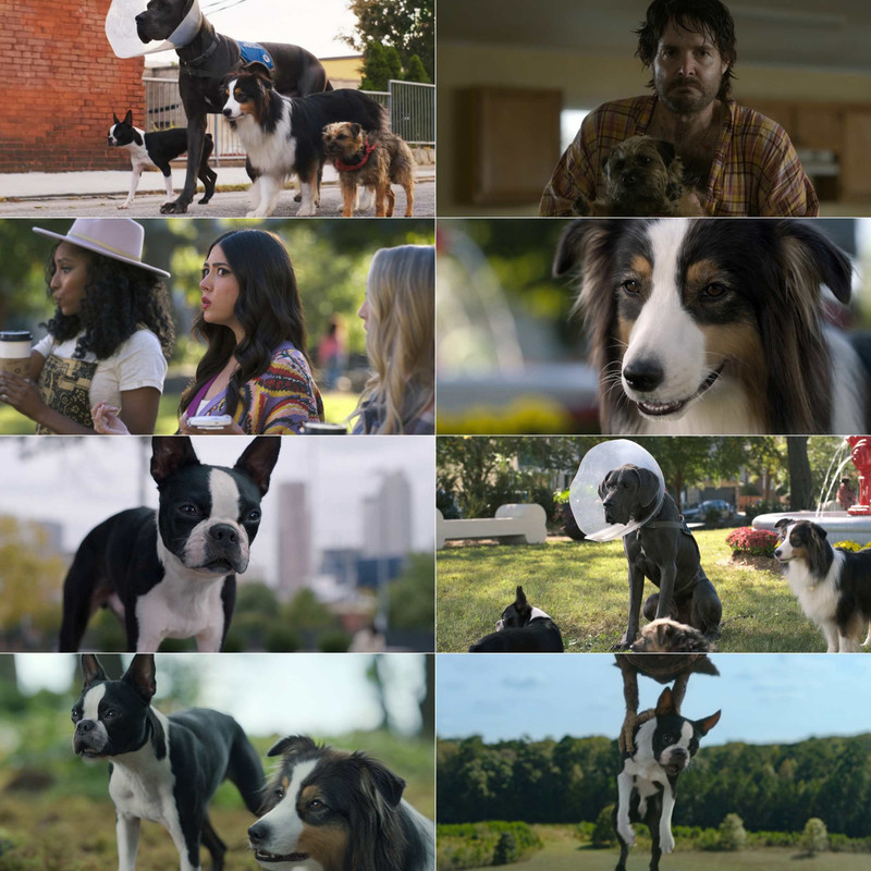 Strays (2023) Dual Audio [Hindi & English] Full Movie BluRay ESub screenshot