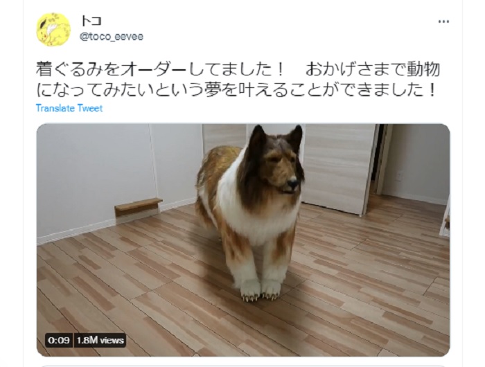 Sebuah video yang dibagikan oleh Toco di Twitter bulan lalu telah dilihat lebih dari 1,7 juta kali.