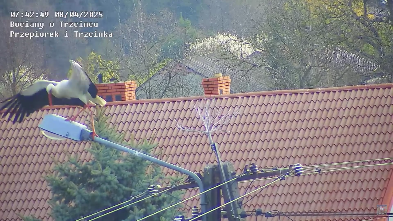 08042025bociannalatarni_8