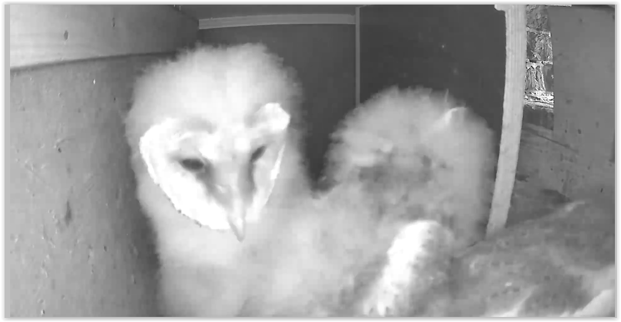 Screen Shot 06-19-21 at 08.50 AM 001