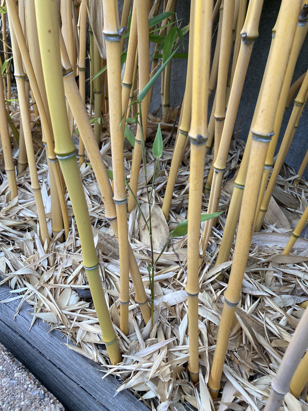 6ED6641D-422C-41C6-9FAC-E2D9CBDB4604