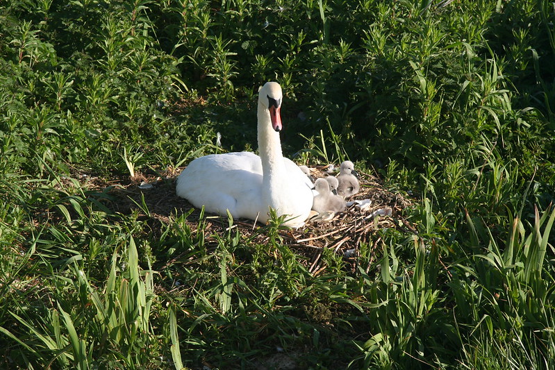 white-sw-an-cygnets-nest.jpg