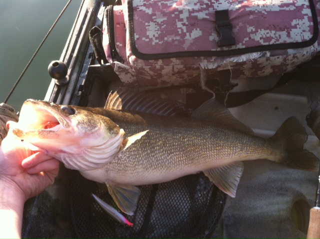 conesh walleye