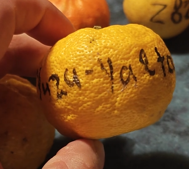 Citrus yalta whole