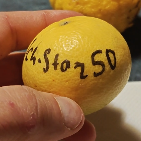 Citrus ichangstar50 whole