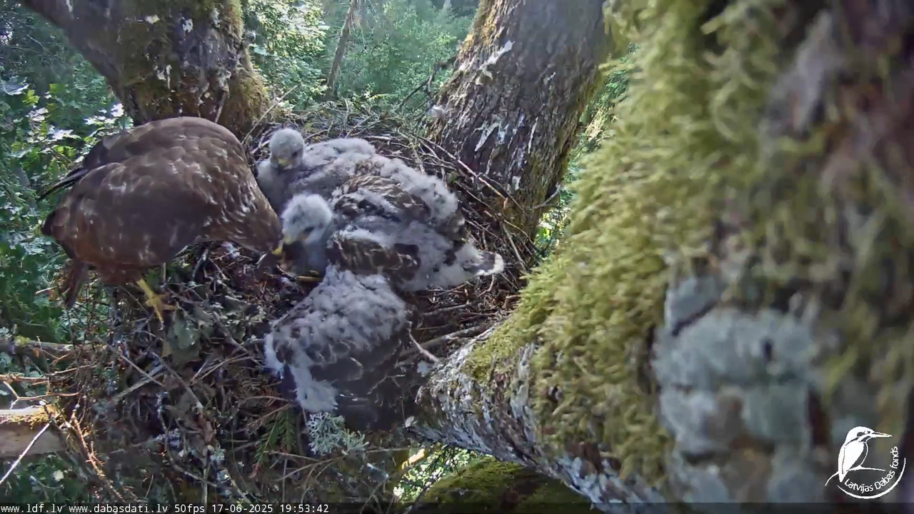 Melnās klijas (Milvus migrans) Kurzemē_ peļu klijāni (Buteo buteo) 13-26-12 screenshot