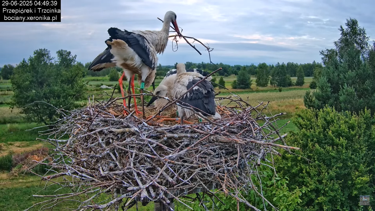 29062025bociany7