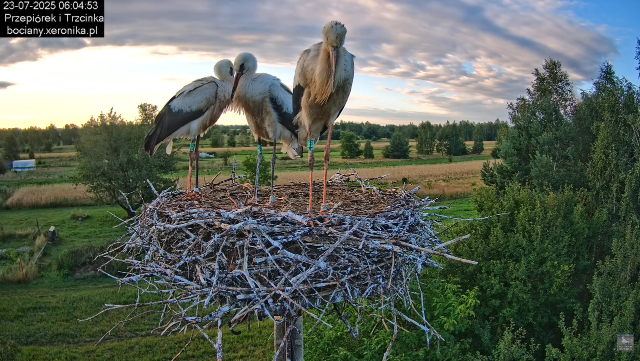 23072025bociany18