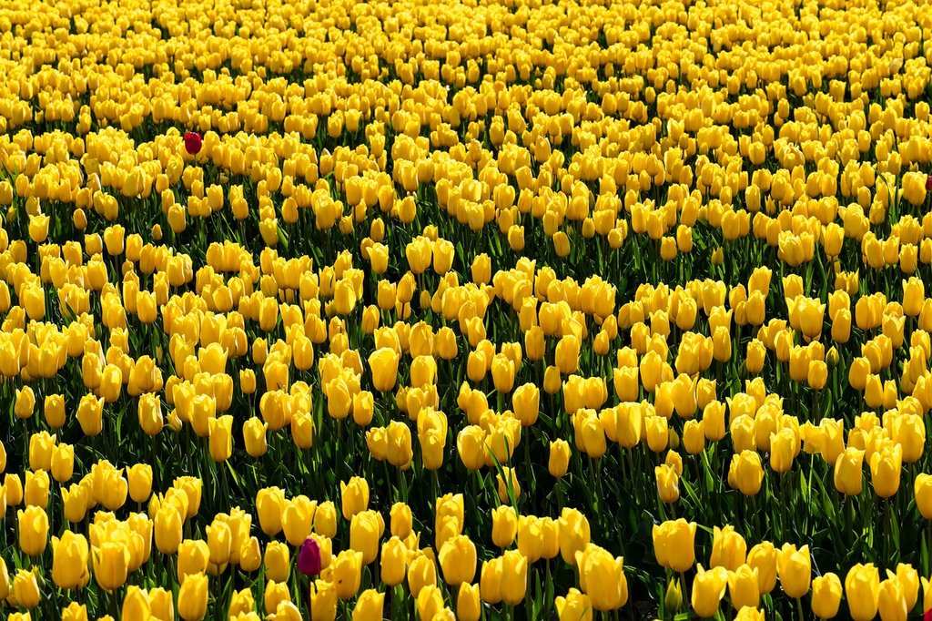 yellow-tulips.jpg