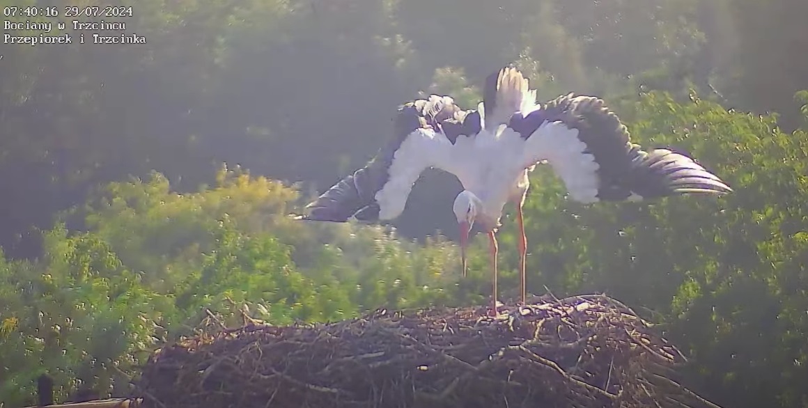 przepiorekjestwielki