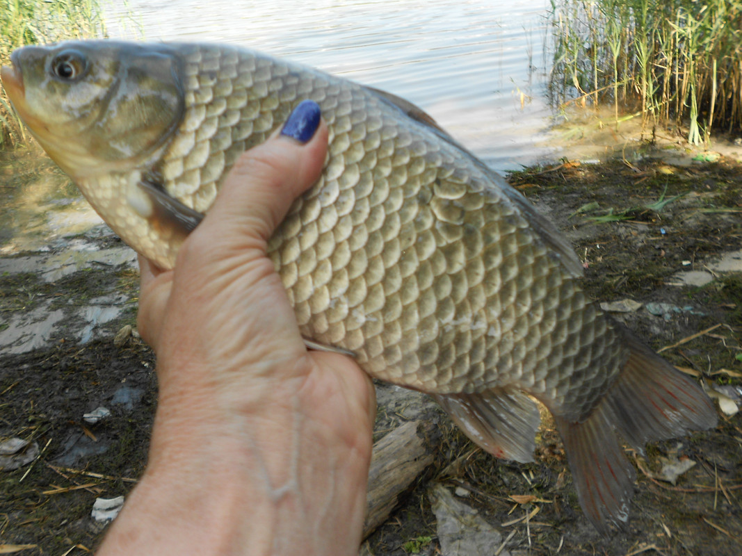 Дон 20.08.2019 005