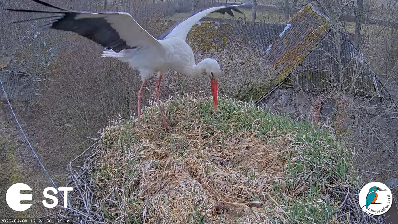 Baltie stārķi (Ciconia ciconia) Tukuma novadā - LDF tiešraide __ White storks in Tukums, Latvia 6-10