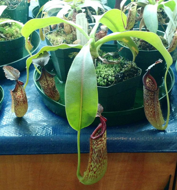 Секреты выращивания непентеса полив, освещение и температурный режим