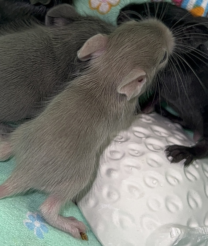 8C5D550E-52F6-4EC9-A4AE-C1E68FF7DCE4