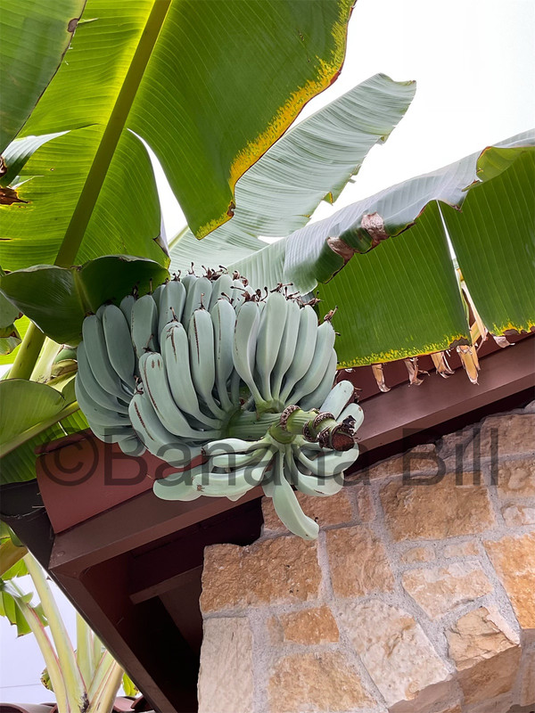 eZy Watermark_01-09-2024_09-21-23-4050AM