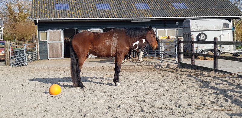 Afbeelding